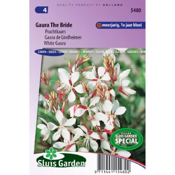 Gaura lindheimeri The Bride Seeds