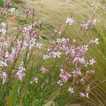 Gaura lindheimerii The Bride - Gaura de Lindheimer rose pâle Gaura lindheimerii The Bride - Gaura de Lindheimer rose pâle