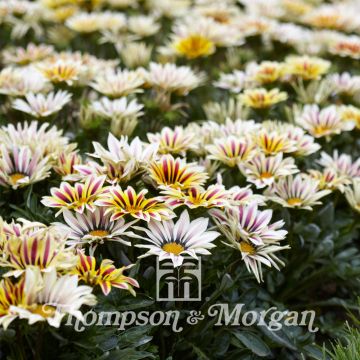 Gazania Big Kiss White Flame F1 Seeds - Treasure flower