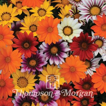 Gazania New Day Mix F1 Seeds - Treasure flower