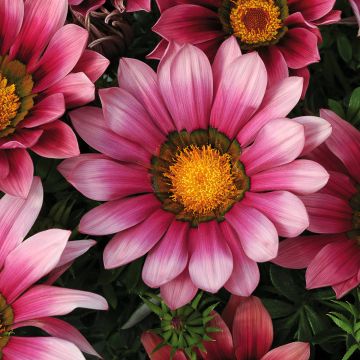 Gazania rigens New Day Pink Shades - Treasure flower