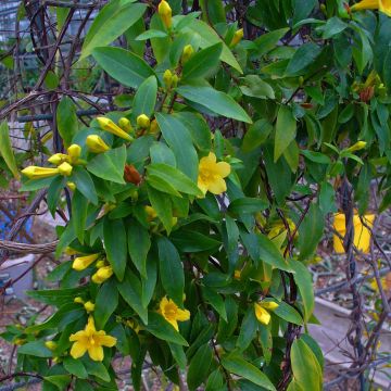 Gelsemium sempervirens - Yellow jessamine