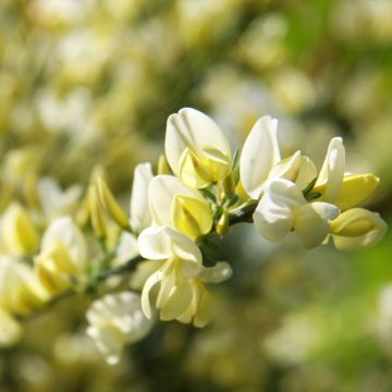 Cytisus praecox