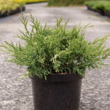 Juniperus pfitzeriana White Splash