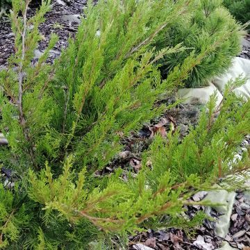 Juniperus (x) media  Mint Julep