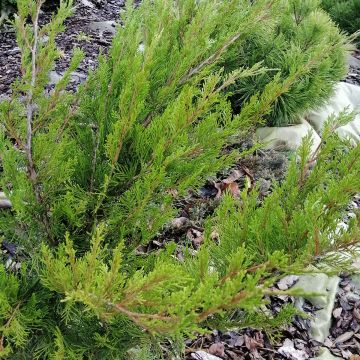 Juniperus  media Mint Julep