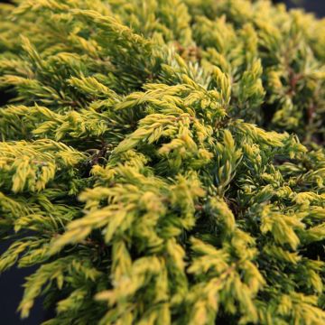 Juniperus communis Goldschatz