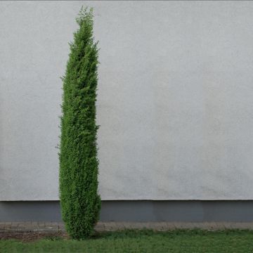 Juniperus communis Sentinel