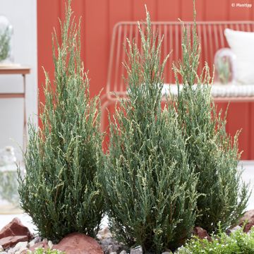 Juniperus scopulorum Blue Ivory