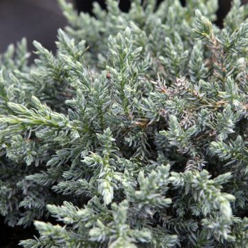 Juniperus squamata Tropical Blue