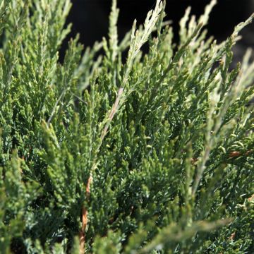 Juniperus horizontalis Agnieszka