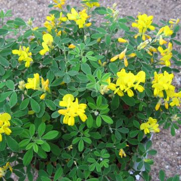 Genista Porlock