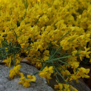 Genista tinctoria Royal Gold