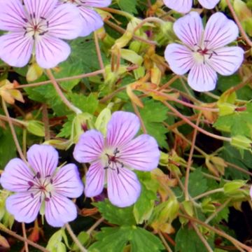 Geranium All Summer Blue