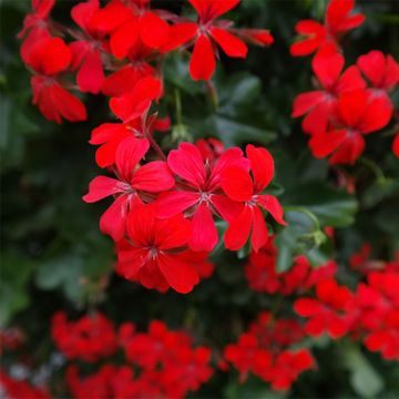 Pelargonium (x) peltatum Balcon Imperial Red, rouge, rood