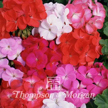 Pelargonium Border Supreme F2 Seeds - Geranium