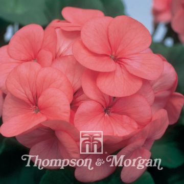 Pelargonium Horizon Coral Spice F1 Hybrid