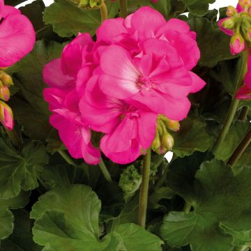 Pelargonium Galaxy Pink