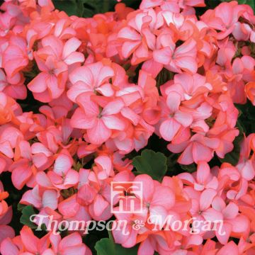 Pelargonium Horizon Pink Ice - F1 Hybrid seed