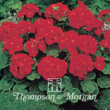 Geranium Moulin Rouge F1 Hybrid Geranium Moulin Rouge F1 Hybrid