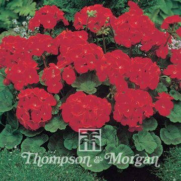 Pelargonium Moulin Rouge F1 Seeds - Geranium