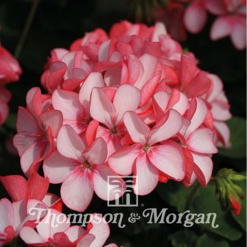 Geranium Horizon Pink Meteor F1 Hybrid Geranium Horizon Pink Meteor F1 Hybrid