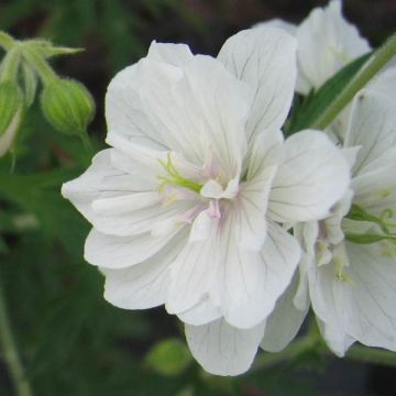 Geranium pratense Plenum Album