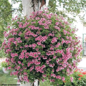 Pelargonium Angel Eyes Randy - Regal Geranium