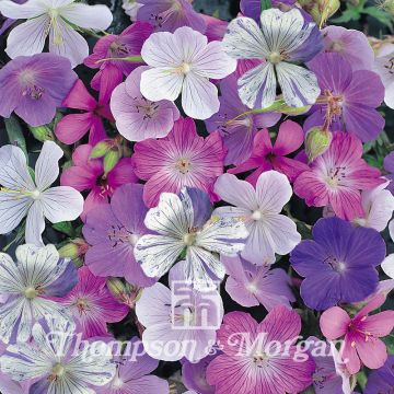 Geranium pratense Reflections