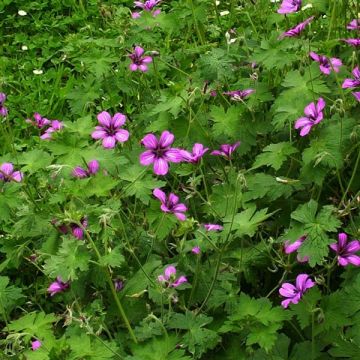 Geranium Sue Crûg