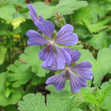 Geranium Terre Franche