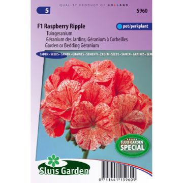 Pelargonium Raspberry Ripple - F1 seeds