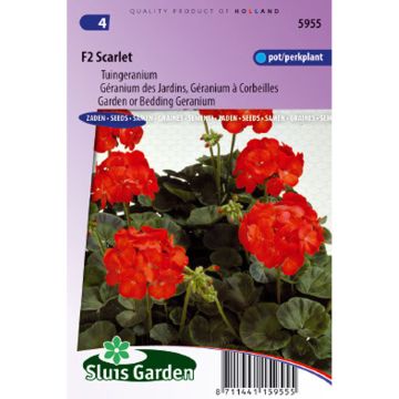 Pelargonium Scarlet F2 Seeds - Geranium