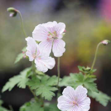 Geranium himalayense Derrick Cook