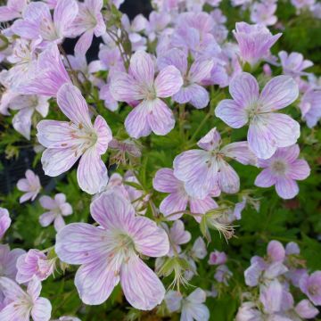 Geranium Melinda