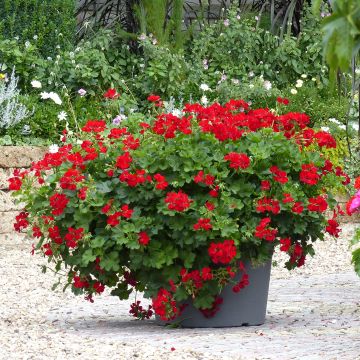 Pelargonium TwoinOne Dark Red