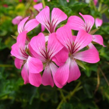 Géranium-lierre Balcon Desrumeaux - Pelargonium peltatum