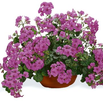 Pelargonium Happy Face Amethyst - Ivy Geranium