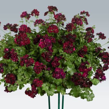 Pelargonium Tommy - Ivy Geranium