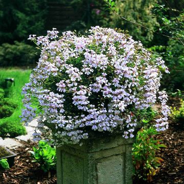 Pelargonium Ville de Dresden