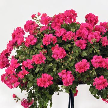 Pelargonium Rocky - Ivy Geranium