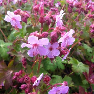 Geranium macrorrhizum Olympos