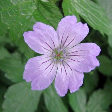 Geranium nodosum Simon