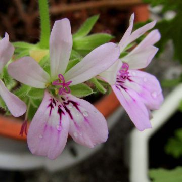Pelargonium capitatum 