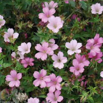 Geranium oxonianum Hollywood