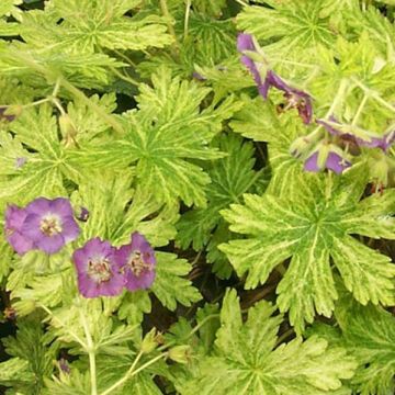 Geranium phaeum Margaret Wilson