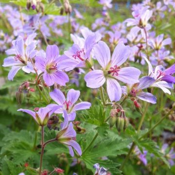 Geranium sylvaticum Prelude