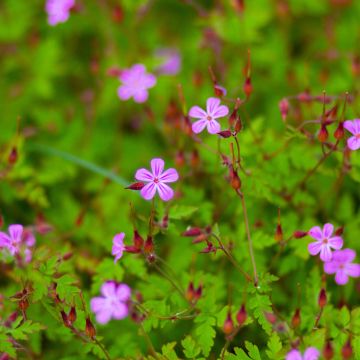 Geranium robertianum