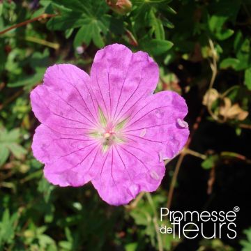 Geranium sanguineum Aviemore