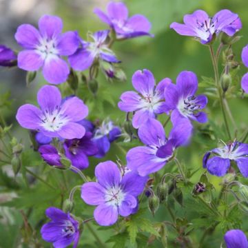 Geranium sylvaticum Ice Blue